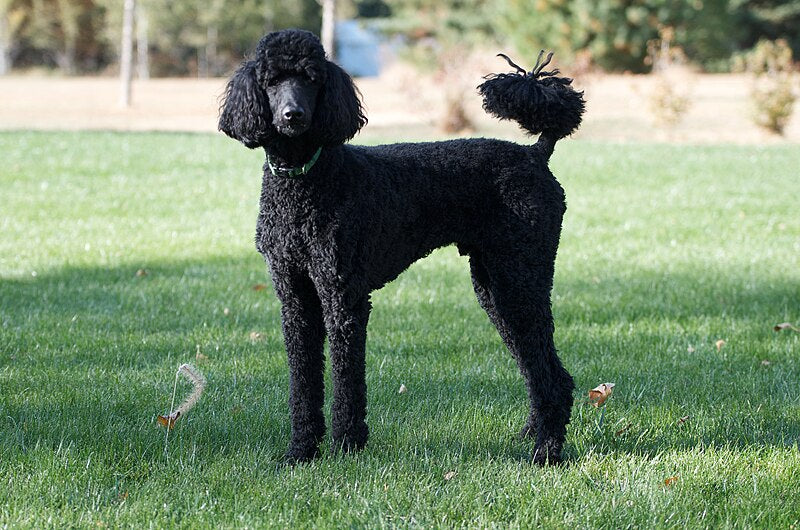 Caniche Poodle