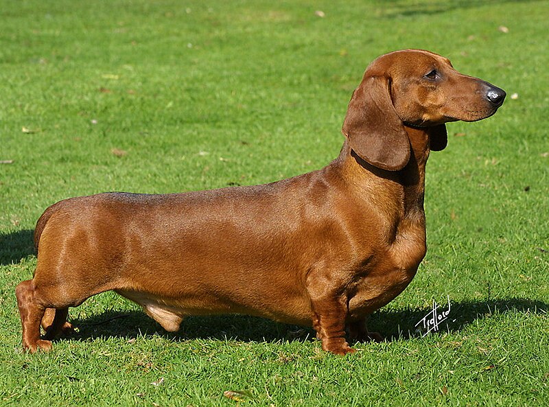 Dachshund Salchicha