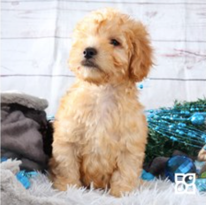 PETLAND COAPA
