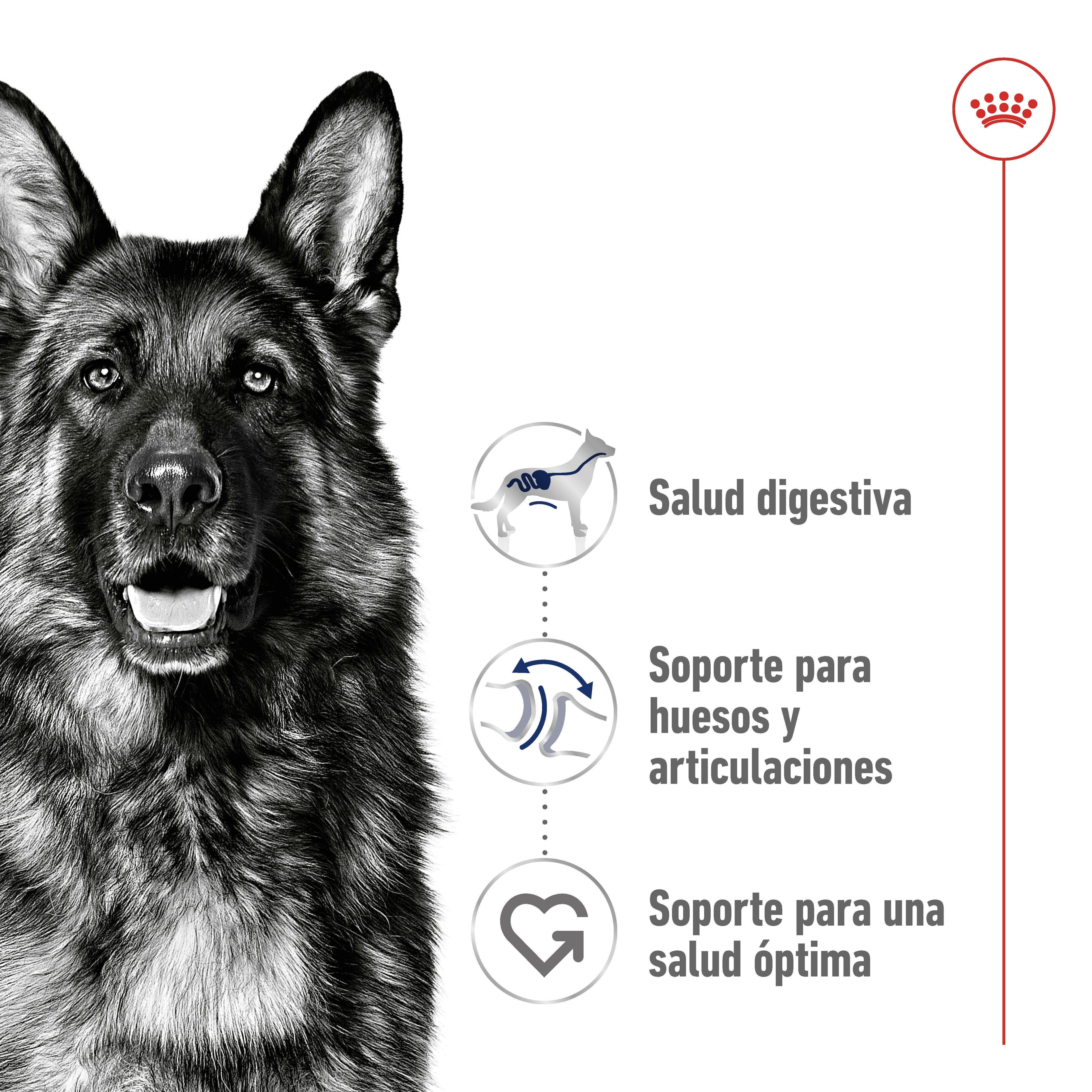Royal Canin Maxi Adult