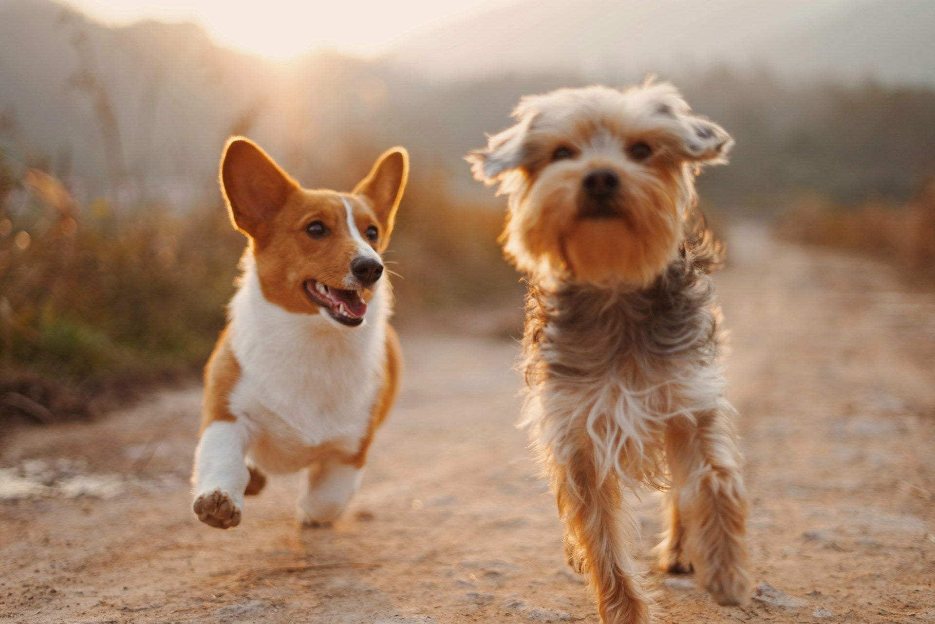 Tu mascota merece lo mejor - Petland Coapa